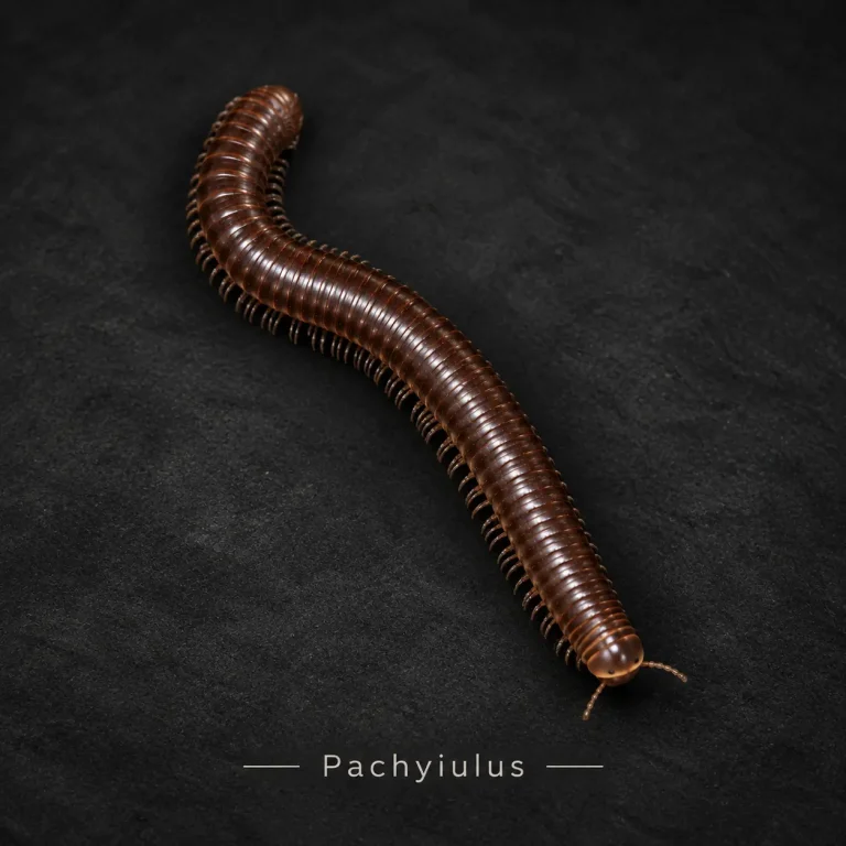 Pachyiulus sp. Kırkayak